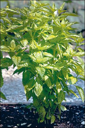 Basil is one of the staple herbs during summer as it goes well with fruit and infuses liquids.