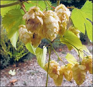 Hops are easy to grow and greatly enhance a beerâs flavor when picked fresh.