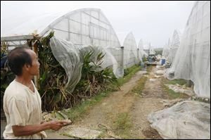 A resident makes the rounds of his greenhouse of mango amid strong winds in Miyakojima, Okinawa, southern Japan, today.