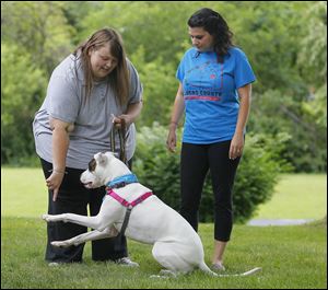 Lindsey, left, and Christina Reed work with their deaf dog Mari, at their Toledo home on July 3. Mari, a ‘‍pit bull’ mix was adopted a little more than a year ago from the Lucas County Pit Crew.