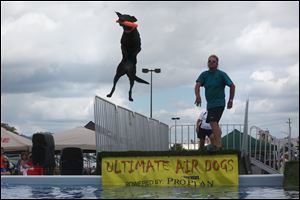 J.D. McKnight of West Milton watches as his female 3-year-old Labrador retriever Storie grabs her toy midair during the Ultimate Air Dogs contest Sunday at The Andersons in Maumee.