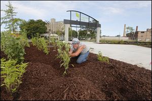 Brian Martin of Dundee, Mich., puts in plants and covers the area with mulch in Uptown Green. He works for Fairway Lawn Service. The 2.5-acre park at 18th Street and Madison Avenue has a number of “green” features that are environmentally friendly.