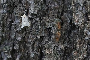 The gypsy moth, whose egg-laying female is pictured, is now found in 51 of Ohio’s 88 counties.