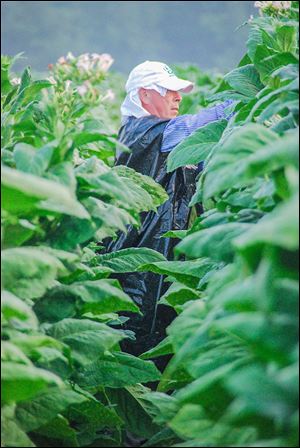 Baldemar Velasquez, the founder and president of FLOC, labored on a North Carolina tobacco farm in 2008.