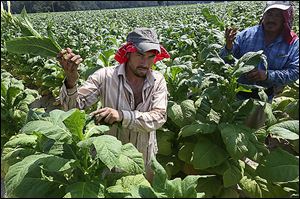 Tobacco workers tend the crops in the fields.