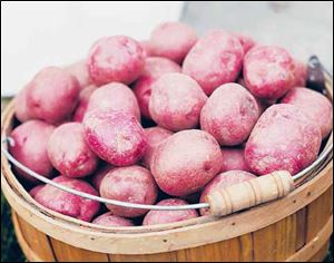 A bushel of Norland red skin potatoes.