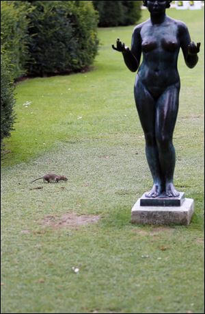 A rat runs next to a Maillol Statue in The Tuileries gardens of the Louvre Muesum in Paris, France, Tuesday.