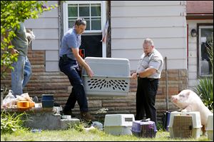 Gary Willoughby, left, executive director of the Toledo Area Humane Society,  and Gene Boros of the humane society carry out a pig in a crate while another one watches.
