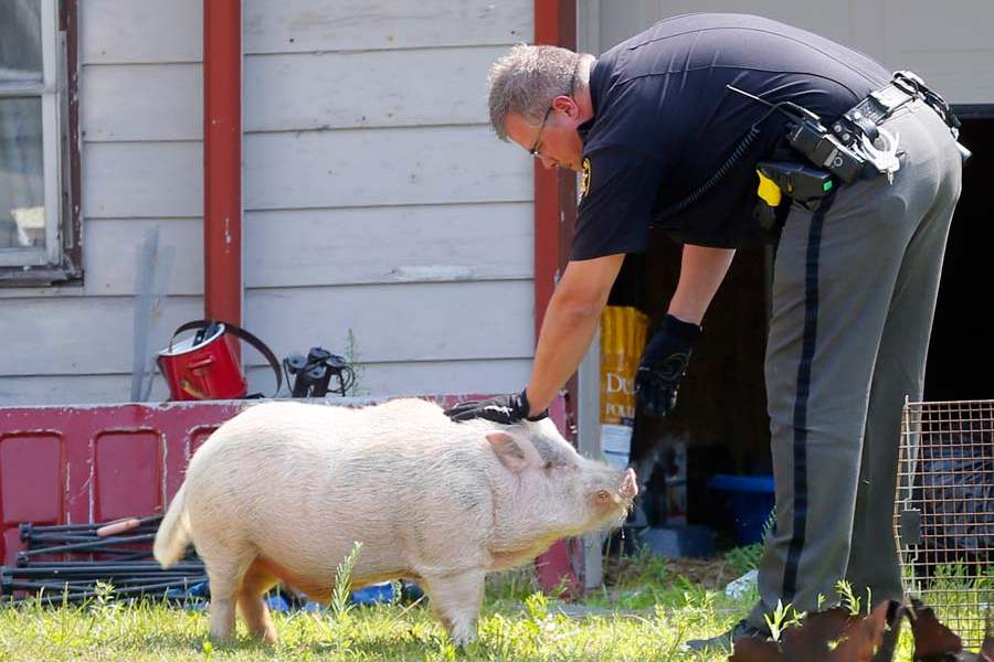 CTY-ANIMALS01-laplante-and-pig