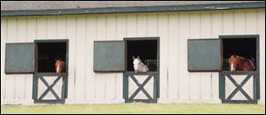 Horses peek out the windows of the Equestrian Center for expert and casual riders.