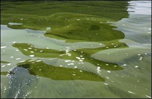 Algae is visible in Lake Erie near the Toledo water intake crib in this file photo.
