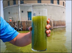 This is a glass of algae filled Lake Erie water, near the Toledo water intake crib, on Sunday.  It was shown during a trip to the intake hosted by the National Wildlife Federation.
