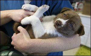 A Toledo Area Humane Society animal care worker holds one of three Husky mix puppies at the Maumee shelter.