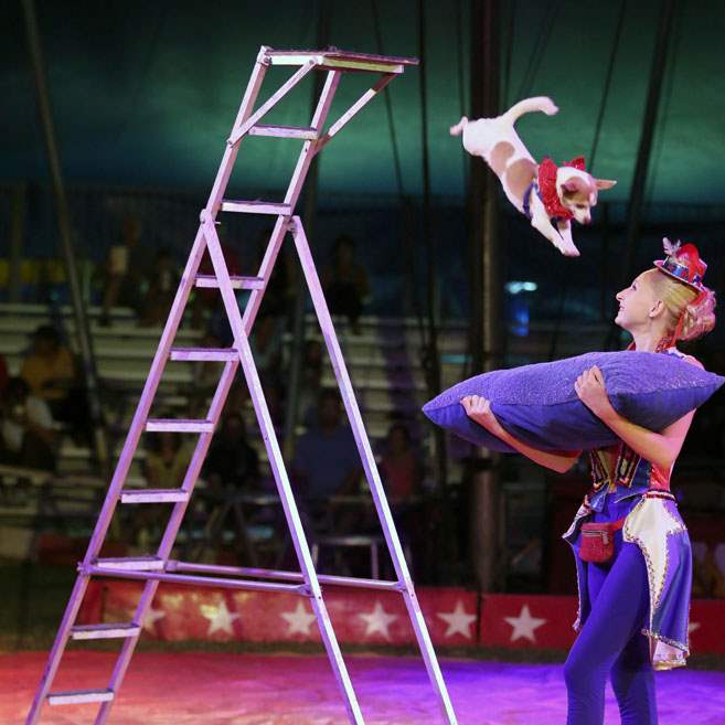 CTY-Circus05pThe-Red-White-and-Blue-Mixed-Animal-Revue