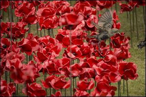 A bird squawks at another on the ceramic poppy art installation by artist Paul Cummins entitled 'Blood Swept Lands and Seas of Red' after its official unveiling in the dry moat of the Tower of London Tuesday.
