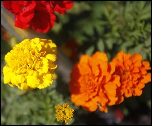 Color can be extracted from flowers such as marigolds to make dye.