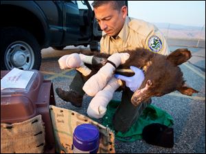 Cinder, a badly burned, 35 pound, female bear cub, is put into a crate by Washington State Fish and Wildlife bear and cougar specialist Rich Beausoleil at Pangborn Memorial Airport in East Wenatchee, Wash., Monday.