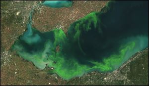 This satellite image provided by NOAA shows the algae bloom on Lake Erie in 2011 which according to NOAA was the worst in decades. 