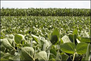 Soybeans, foreground, and corn growing on Richfield Township Road in Richfield, Ohio. The U.S. Department of Agriculture already has predicted a record soybean crop of 3.8 billion bushels. 