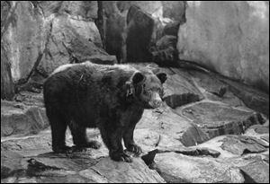 The original Smokey the Bear, symbol of forest fire prevention is shown in his National Zoo home in Washington, D.C. Smokey died in 1976 and was returned where he was  found as a cub with burned paws in 1950 in Capitan N.M. 