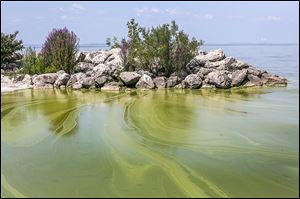 Thick algae floats in Lake Erie at Maumee Bay State Park in Oregon.