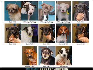 Lucas County Dogs for Adoption: 8-12