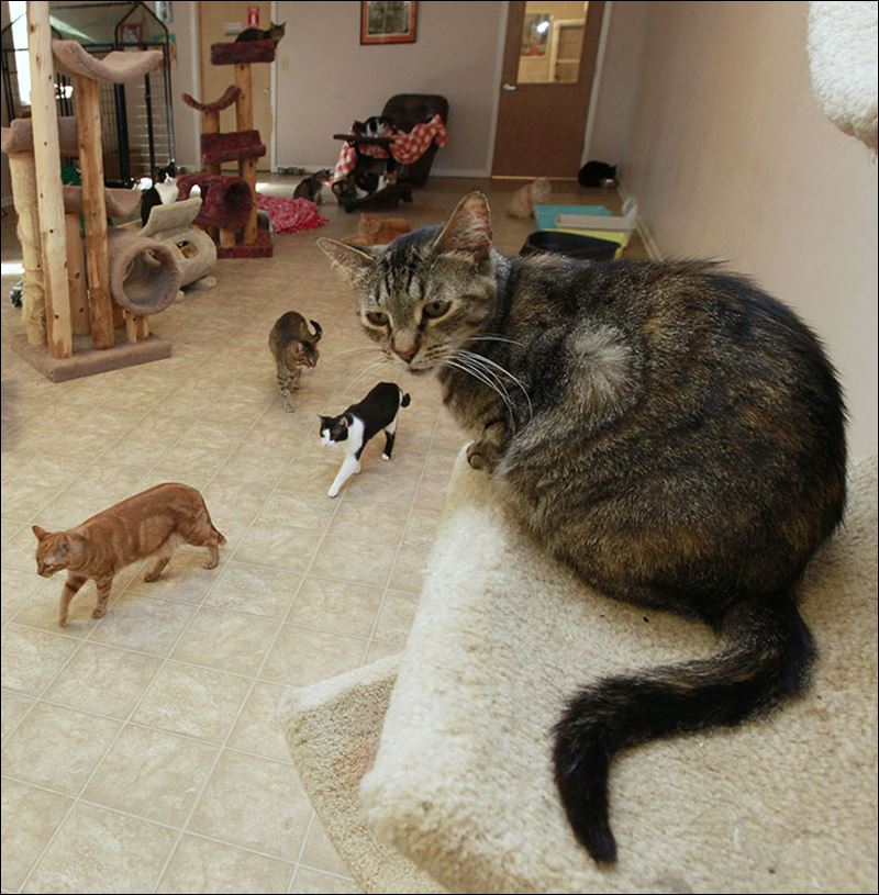 Cats inundate area adoption centers Toledo Blade