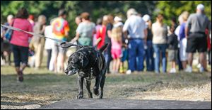The park will have three fenced areas for dogs to play off-leash: one for dogs 25 pounds and smaller and two for larger dogs that will be used alternately to give the grass time to recover.