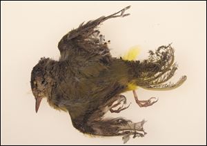 This October 2013 photo provided by the U.S. Fish and Wildlife Service shows a burned MacGillivray's Warbler that was found at the Ivanpah solar plant in the California Mojave Desert. Workers at a state-of-the-art new solar plant have a word for the birds that fly over the plants five-mile field of mirrors, streamers, for the puff of smoke as the birds ignite in mid-air and fall singed to the ground.