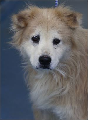 Wesley, male Chow mix, AID 7469.