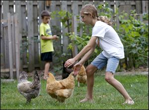 Emma Pelton chases chickens back of her family’s South Toledo home where chickens are allowed.