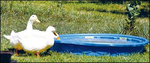 Pekin ducks drink from a baby pool.