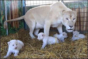 Four white lion cubs with their mother 'Princess' at the Circus Krone in Magdeburg, eastern Germany Thursday.