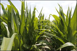 Farmers can look out and see a crop of corn, like this one in Richfield Township, and realize that their profit margin isn’t going to be as green as what’s in their fields.