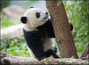 Panda cub Bao Bao is seen in her habitat today at the National Zoo in Washington, which marks her first birthday.