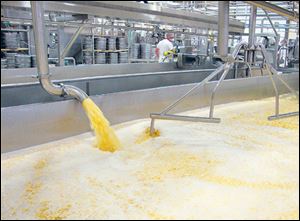 Curds and whey are poured into a vat as the cheese making process begins.