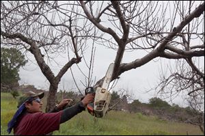 Celestino Carranza cuts down a dead peach tree at MacQueen Orchards in Holland. Jeff MacQueen, the orchard's owner, said the cold winter had killed about half their peach tree acreage. More than 1,000 trees on 10 acres will have to removed and replanted.