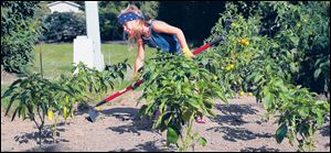 Elly Evarts, 5, kindergartner, living in Gibsonburg uses her favorite tool to hoe weeds between pepper plants.