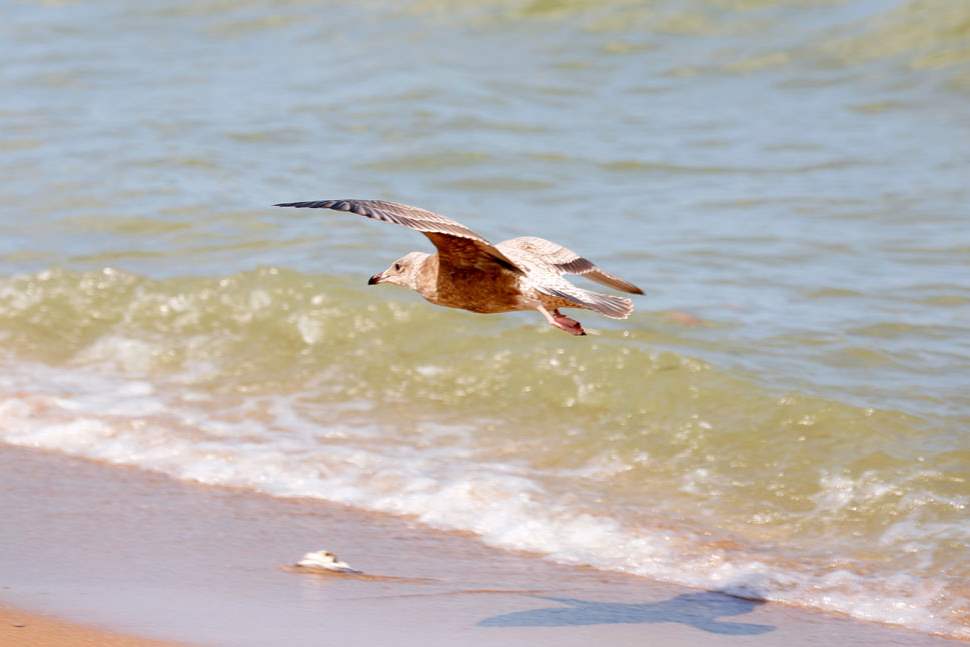 CTY-pelee28pA-gull-flies-near-the-sho