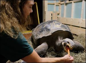 Val Hornyak offers a carrot to Emerson, a Galapagos tortoise, as he is delivered and unboxed at the Toledo Zoo. Emerson, a wild-born tortoise estimated to be 100 years old, arrived Wednesday evening.