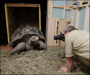 R. Andrew Odum, the Toledo Zoo’s curator of herpetology, photographs Emerson, the Galapagos tortoise, being delivered and unboxed. Emer­son, es­ti­mated to be about 100 years old, ar­rived Wed­nes­day eve­ning.