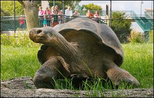  Visitors watch as Emerson, the Galapagos tortoise, explores his temporary exhibit at the Toledo Zoo.