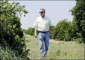 Ellis Hunt Jr., 61, walks past an orange tree, left, affected by ‘‍greening’ in Lake Wales, Fla. He estimates he spending $2,000 an acre on production costs. Much of that, he says goes to try to control the psyllids. ‘‍It feels like you’re in a war,’ he says.