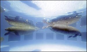 Manatees swim at the Miami Seaquarium in Key Biscayne, Fla. The U.S. Fish and Wildlife Service is reviewing whether the manatee should be reclassified as a ‘‍threatened’ species, which would allow some flexibility for federal officials as the species recovers while keeping ‘‍endangered’ protections.