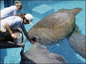 Miami Seaquarium caretaker Joelle Palmer, foreground, and intern Ally Levy feed the manatees. Biggest threats to manatees in the wild are boat propellers, cold water, and toxic algae blooms.