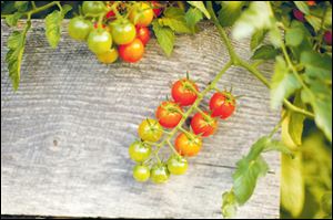 Cherry tomatoes spill out of a planting box.