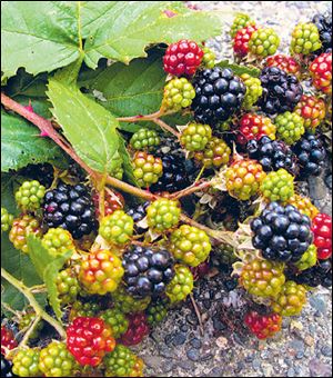 Wild blackberries are especially popular for adding beautiful colors and enriching flavors to blended drinks.
