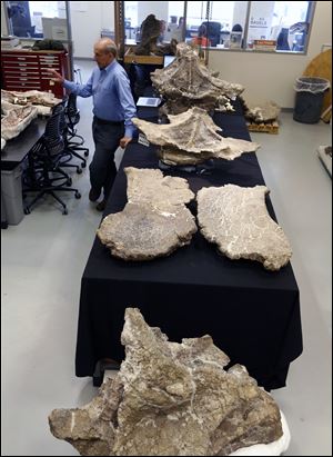 Paleontologist Kenneth Lacovara works in a lab near vertebrae from a Dreadnaughtus schrani at Drexel University.