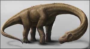 An artist rendering provided by the Carnegie Museum of Natural History shows the Dreadnoughtus. The dinosaur Dreadnoughtus had a 37-foot-long neck, 30-foot tail, and weighed an estimated 65 tons.