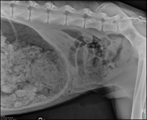 X-rays of a sick, 3-year-old Great Dane showed a stomach full of what was described as 